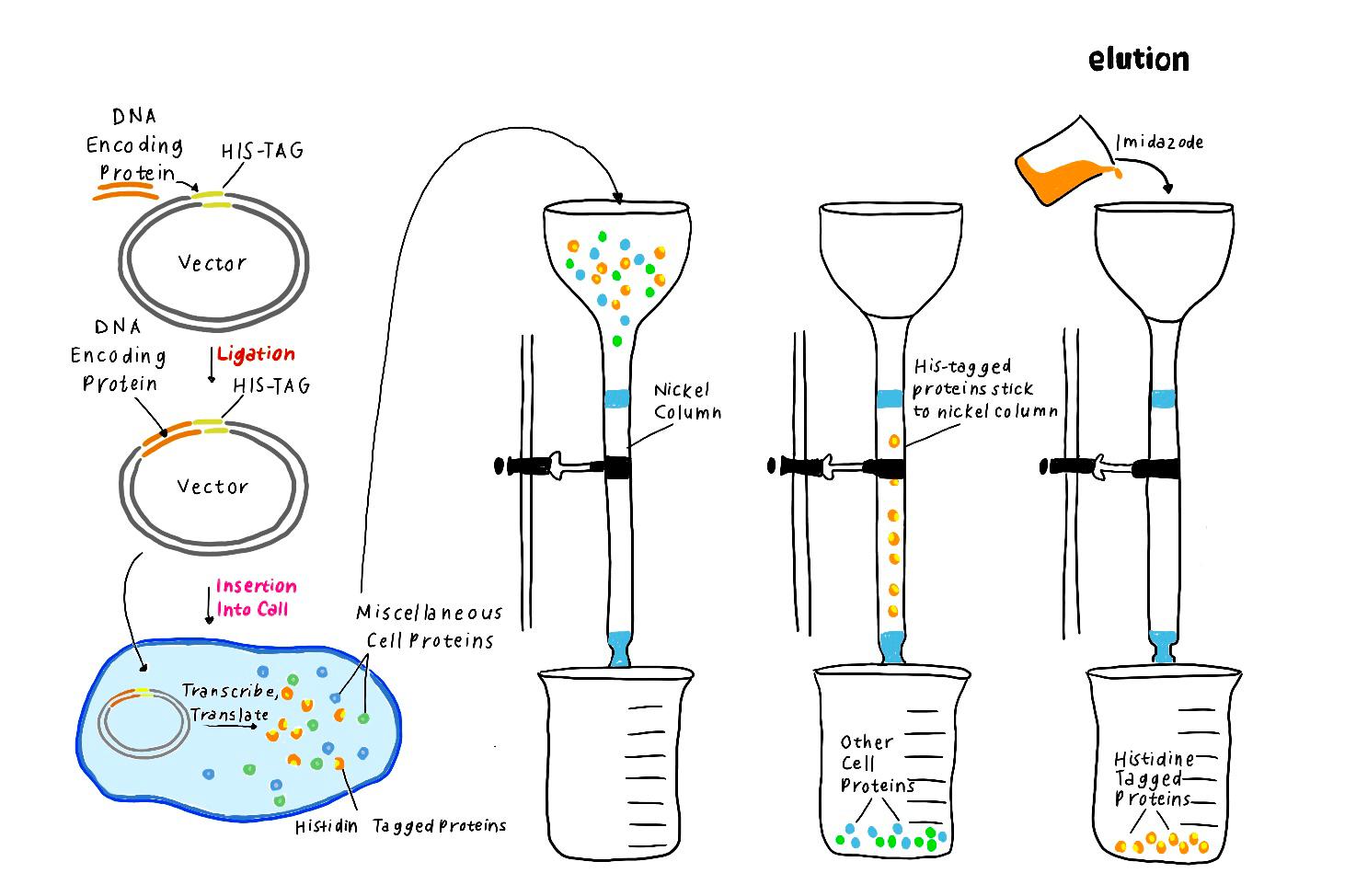 Affinity Column Chromatography