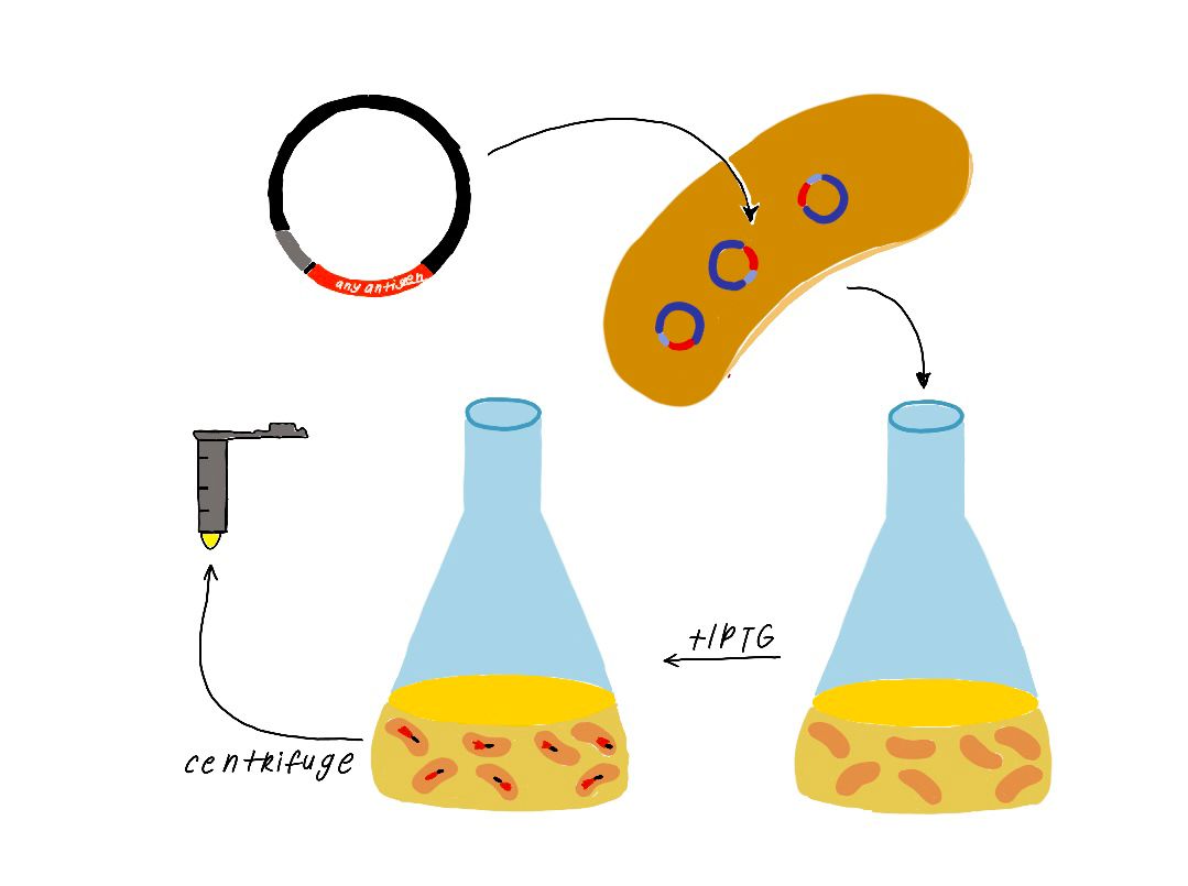 PROTEIN EXPRESSION OF THE NICKING ENZYME