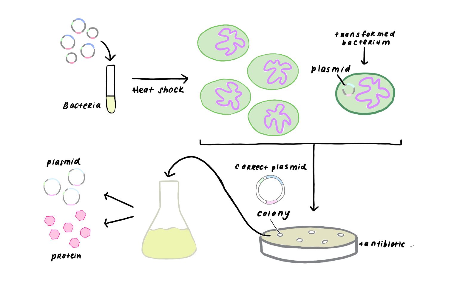 Transformation and Colony Screening